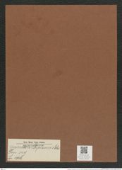 Chaetoceros ? diploneis Ehr. (de-Toni-Nr.: Genus 149, Species 4146) Zeichnungen Sammlung Grunow Mappe 04149 (Herbarium_W_Grunow_drawings_Folder_04149)